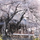 春一番　大永寺の桜　A