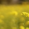 菜の花