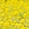 「幸せの黄色い菜の花畑」