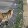 羽田の猫
