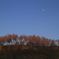花咲山に昇る月