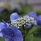 紫陽花