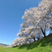 春満開
