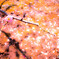 ume-kairakuen　2016