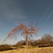 weeping cherry tree