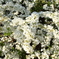 much florets