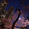 Cherry blossom 