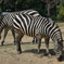 stripes
