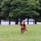ラビットイヤー 