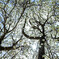 Spring glorification
