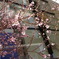 銀座の桜