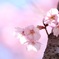 早咲きの桜