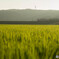 夕景