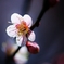 桜咲く