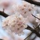 ぽんぽん桜