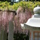 三大神社の藤の花