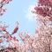 春の景色