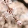 しだれ桜
