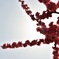 梅の花