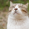 ねこ