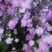 Purple flowers