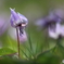 カタクリの花1