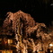 白川夜桜