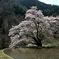 駒つなぎの桜