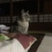 あっ！帰ってきた！