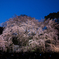 枝垂桜