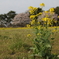 一株の菜の花