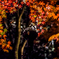 山中湖　紅葉回廊　ライトアップ