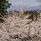 桜・・・と山