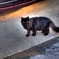 黒猫