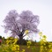 菜の花と一本桜