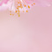 河津桜２