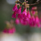 寒緋桜