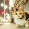 夜の街猫