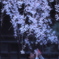 花と乙女と