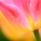 Spring detail