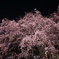 六義園-夜桜