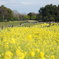 葛西臨海公園-菜の花