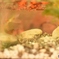 金魚さんこっち向いてー！