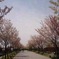 桜並木