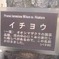 イチョウなの？