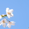 青空と桜