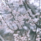 奥ゆかしさは桜也