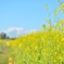 お散歩菜の花