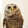 え？私のこと呼びましたか？