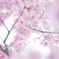 Sakura  saita♡